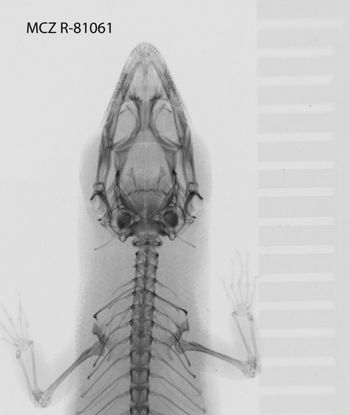 Media type: image;   Herpetology R-81061
